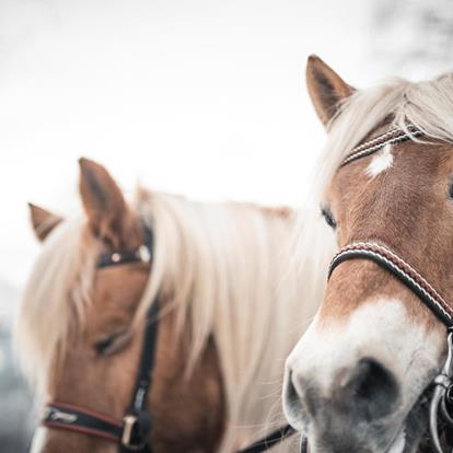 Experience Haflinger up close