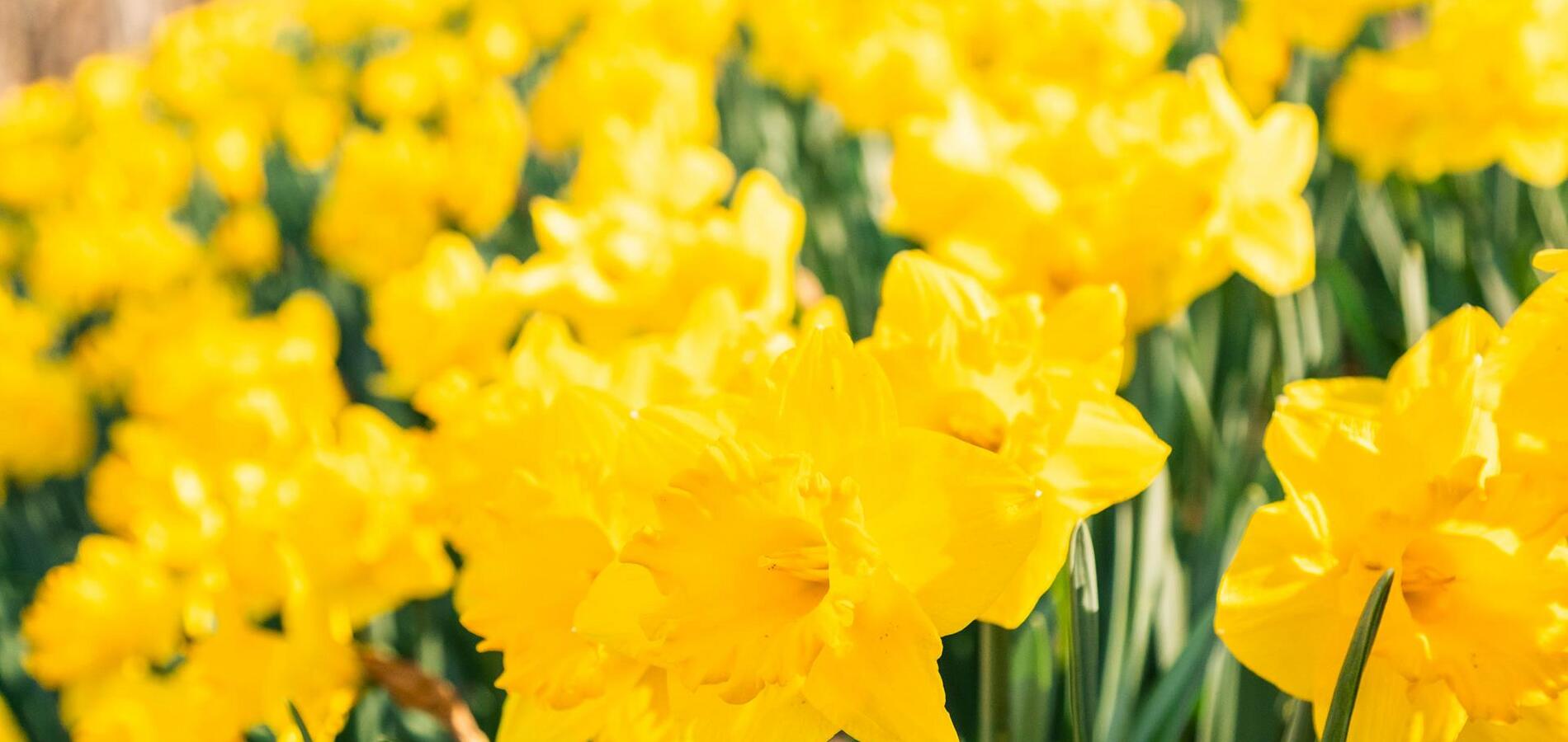 A sea of daffodils