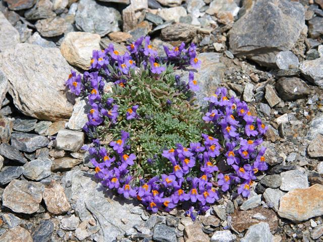 blumen-flora-naturpark-126