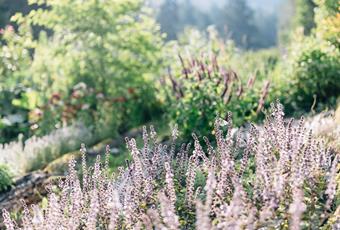 Naturgartenwettbewerb