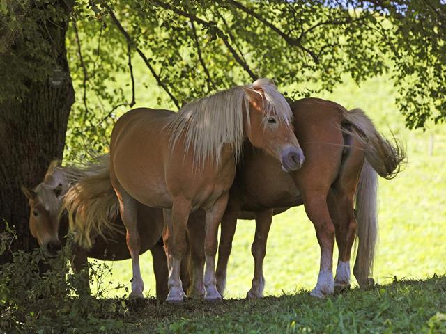 Hafling, South Tyrol - home of Haflinger horses