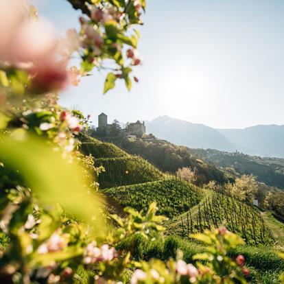 Der spannendste Frühling ist in Dorf Tirol: