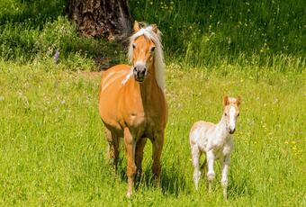 A cavallo a San Genesio
